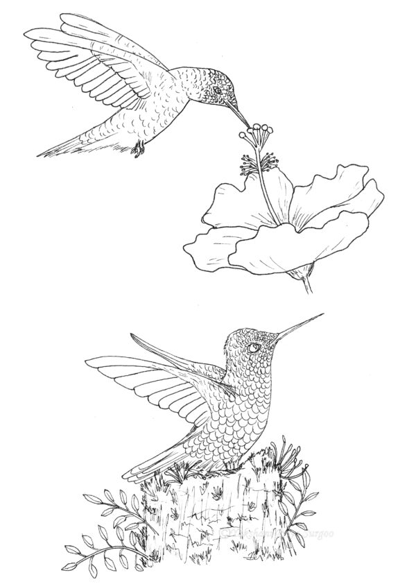 Hummingbirds Coloring Page