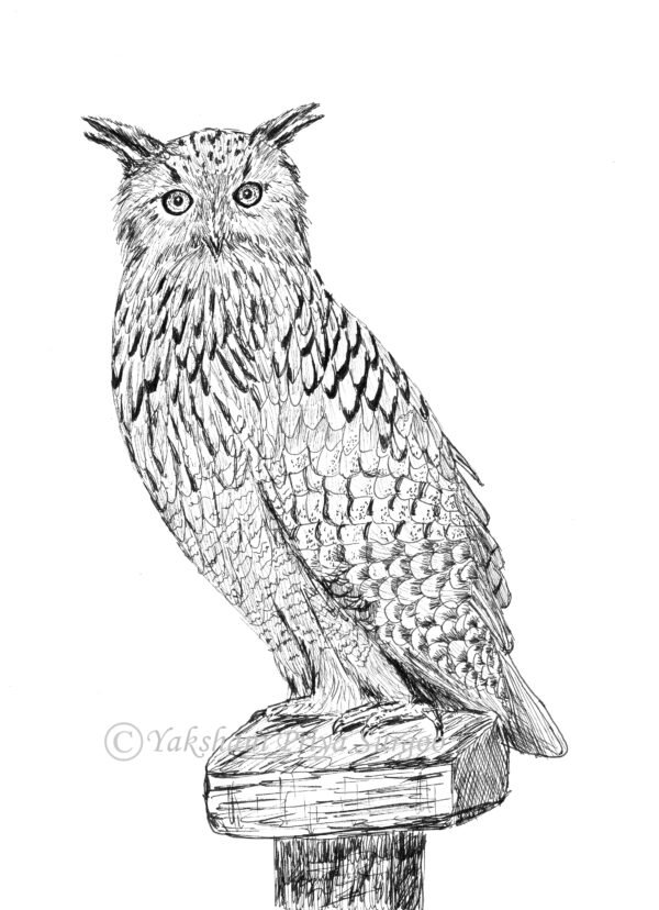 Eagle Owl Coloring Page